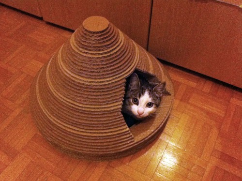 Katzenhaus aus einem Karton. Meisterklasse: Anleitung zum Selbermachen, Zeichnungen mit Maßangaben, Fotos