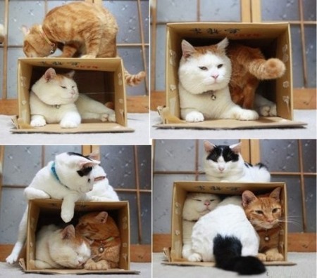 Katzenhaus aus einem Karton. Meisterklasse: Anleitung zum Selbermachen, Zeichnungen mit Maßangaben, Fotos