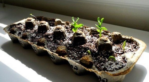 Mit Ihren eigenen Händen aus unnötigen Dingen: Hof, Garten, Gemüsegarten. Kreative Ideen. Schritt-für-Schritt-Anleitung