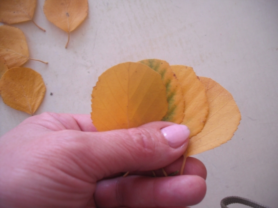 So machen Sie Schritt für Schritt eine Rose aus Ahornblättern und einem Baum. Meisterkurs für Anfänger