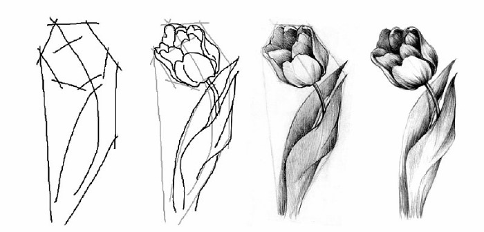 Schritt für Schritt Zeichnen mit Bleistift für Anfänger. Blumen, Porträt, menschliches Gesicht, Augen, 3D-Zeichnungen. Schritt-für-Schritt-Lektionen