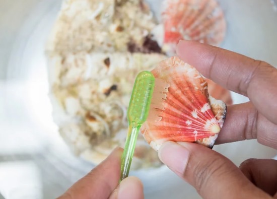 Was man mit eigenen Händen aus Muscheln machen kann. Basteln für Anfänger, Kinder. Anleitungen, Fotos