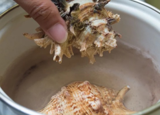 Was man mit eigenen Händen aus Muscheln machen kann. Basteln für Anfänger, Kinder. Anleitungen, Fotos