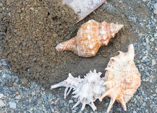 Was man mit eigenen Händen aus Muscheln machen kann. Basteln für Anfänger, Kinder. Anleitungen, Fotos