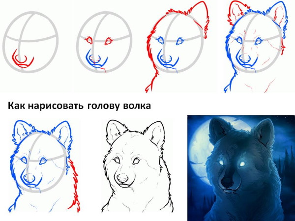 Zeichnungen eines Wolfes in Bleistift Schritt für Schritt zum Kopieren für Kinder