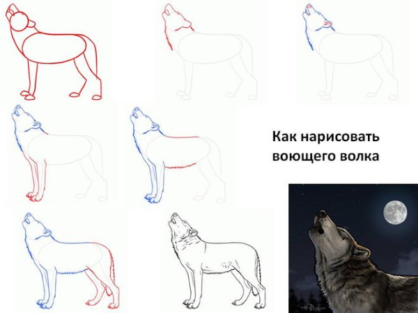 Zeichnungen eines Wolfes in Bleistift Schritt für Schritt zum Kopieren für Kinder
