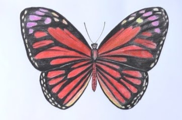 Schmetterlingszeichnungen für Kinder, Umrisse, Ausmalen mit Bleistift, Farben, Gouache