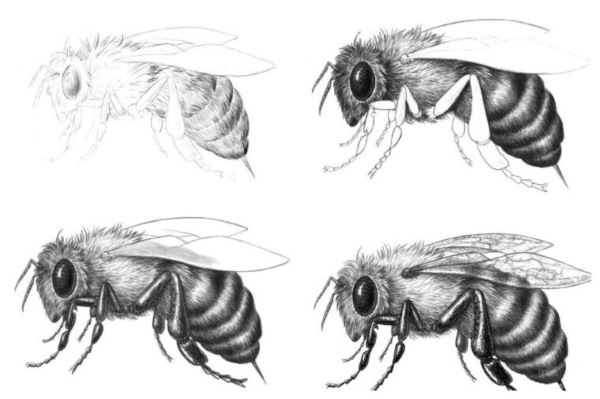 Bienenwabe. Zeichnen mit einem Grafikstift, Schablonen für Anfänger