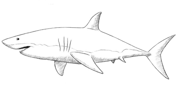 Zeichnung eines Hais für Kinder mit einem Bleistift zum Kopieren, Ausmalen im Meer, Wasser, Farbe mit offenem Mund, einem Lächeln