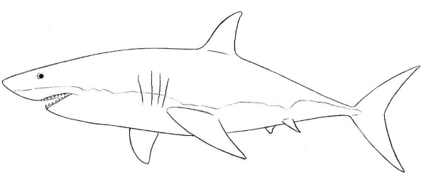 Zeichnung eines Hais für Kinder mit einem Bleistift zum Kopieren, Ausmalen im Meer, Wasser, Farbe mit offenem Mund, einem Lächeln