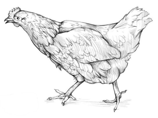 Disegno di pollo per bambini con matita da colorare per bambini con polli, gattini da una fiaba/