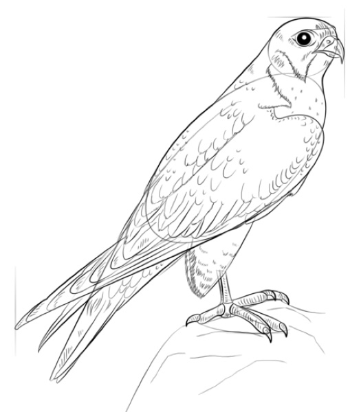 Zeichnungen eines Vogels für Kinder mit einem Bleistift zum Kopieren auf einen Ast, einen Futterspender, Drähte