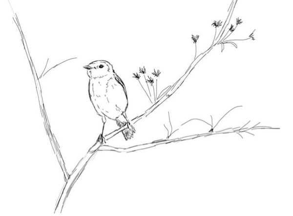 Zeichnungen eines Vogels für Kinder mit einem Bleistift zum Kopieren auf einen Ast, einen Futterspender, Drähte
