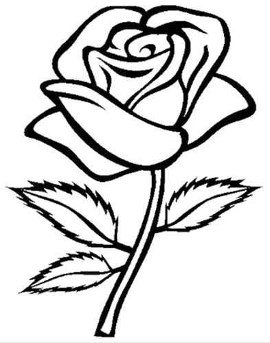 How to draw a rose with a pencil step by step for beginners beautifully. Photo
