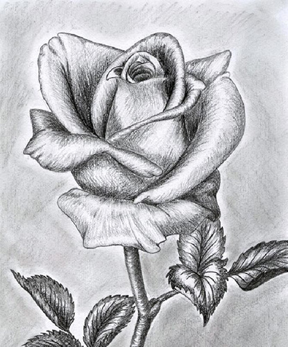 How to draw a rose with a pencil step by step for beginners beautifully. Photo