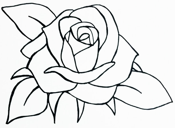 How to draw a rose with a pencil step by step for beginners beautifully. Photo