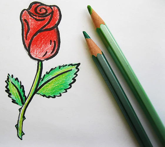 How to draw a rose with a pencil step by step for beginners beautifully. Photo