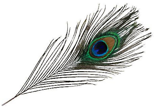 Zeichnen eines Pfaus für Kinder Schritt für Schritt mit Farben, Bleistift, Wasserfarben