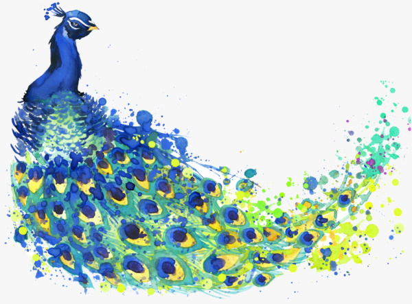 Zeichnen eines Pfaus für Kinder Schritt für Schritt mit Farben, Bleistift, Wasserfarben