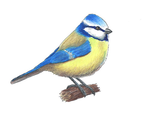 Zeichnen einer Meise für Kinder mit Bleistift, Aquarell, Farbe