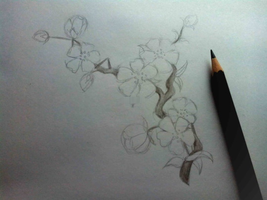 Zeichnung eines Sakura-Zweiges mit Bleistift, Farben, Gouache, Aquarellen für Kinder