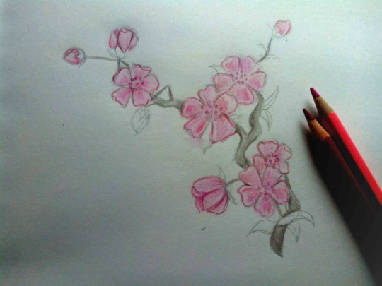 Zeichnung eines Sakura-Zweiges mit Bleistift, Farben, Gouache, Aquarellen für Kinder