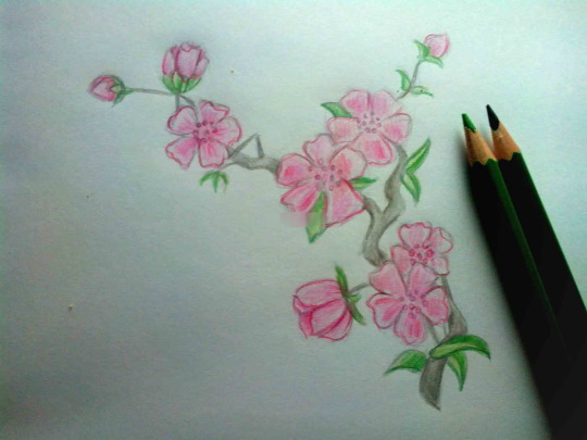 Zeichnung eines Sakura-Zweiges mit Bleistift, Farben, Gouache, Aquarellen für Kinder