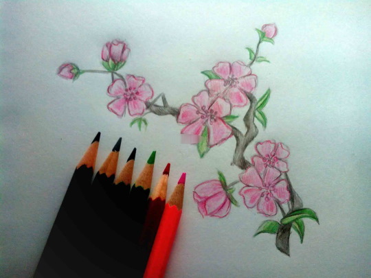 Zeichnung eines Sakura-Zweiges mit Bleistift, Farben, Gouache, Aquarellen für Kinder