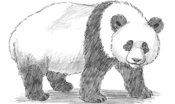 Panda-Zeichnung für Kinder mit Bleistift, Farben, leicht zu kopieren