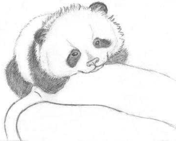Panda-Zeichnung für Kinder mit Bleistift, Farben, leicht zu kopieren