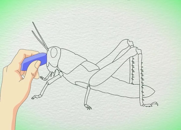 Heuschreckenzeichnung für Kinder mit Bleistift Schritt für Schritt