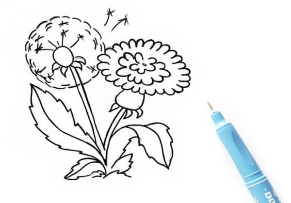 Löwenzahnzeichnung für Kinder mit Bleistift, Farben