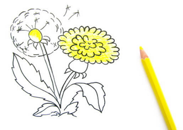 Löwenzahnzeichnung für Kinder mit Bleistift, Farben