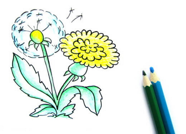 Löwenzahnzeichnung für Kinder mit Bleistift, Farben