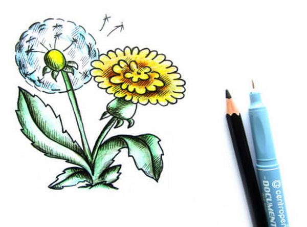 Löwenzahnzeichnung für Kinder mit Bleistift, Farben