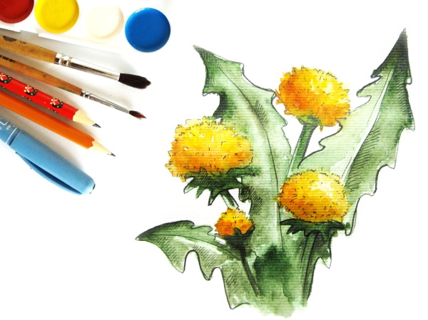 Löwenzahnzeichnung für Kinder mit Bleistift, Farben