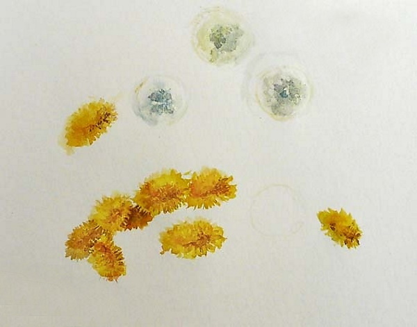 Löwenzahnzeichnung für Kinder mit Bleistift, Farben