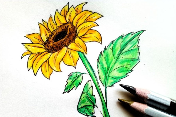 Sonnenblumenzeichnung für Kinder mit Bleistift, Farben