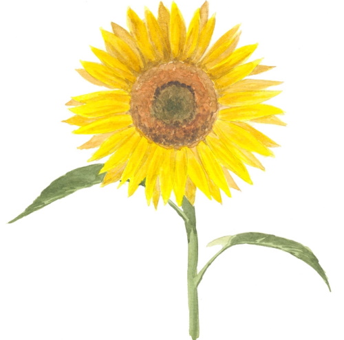 Sonnenblumenzeichnung für Kinder mit Bleistift, Farben