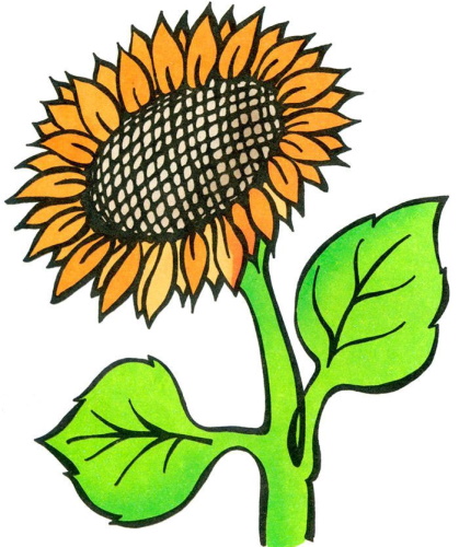 Sonnenblumenzeichnung für Kinder mit Bleistift, Farben