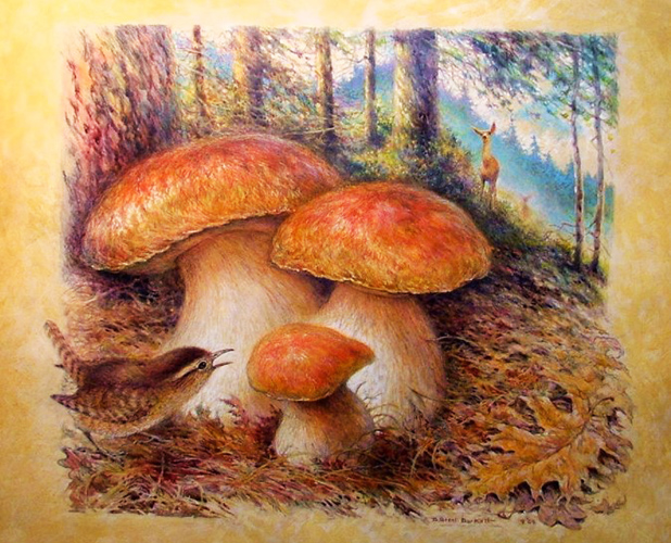 Weißer Pilz Zeichnung für Kinder in Bleistift