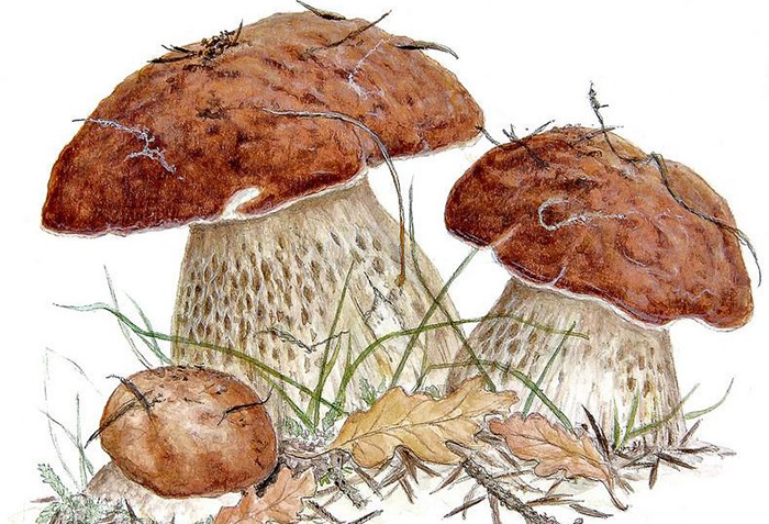 Weißer Pilz Zeichnung für Kinder in Bleistift