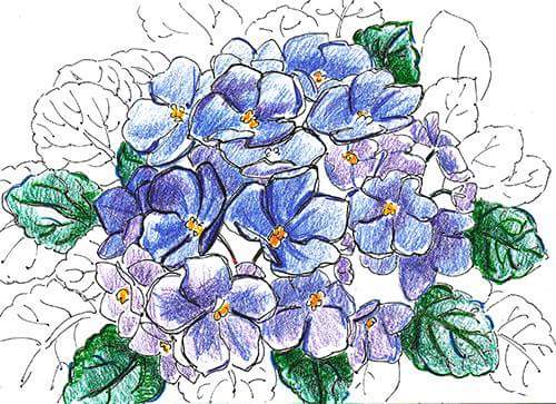 Violets drawing for children with paints, pencil