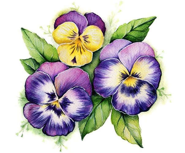 Violets drawing for children with paints, pencil