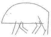 Wildschweinzeichnung für Kinder mit Bleistift, Farben