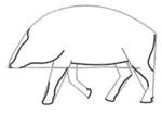 Wildschweinzeichnung für Kinder mit Bleistift, Farben