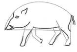 Wildschweinzeichnung für Kinder mit Bleistift, Farben