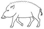 Wildschweinzeichnung für Kinder mit Bleistift, Farben