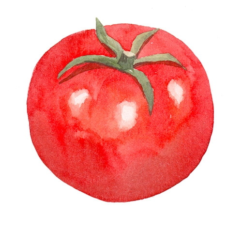 Tomatenzeichnung für Kinder mit Bleistift, Farben