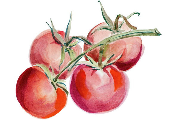 Tomatenzeichnung für Kinder mit Bleistift, Farben